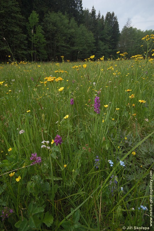 Dactylorhiza majalis, prstnatec májový