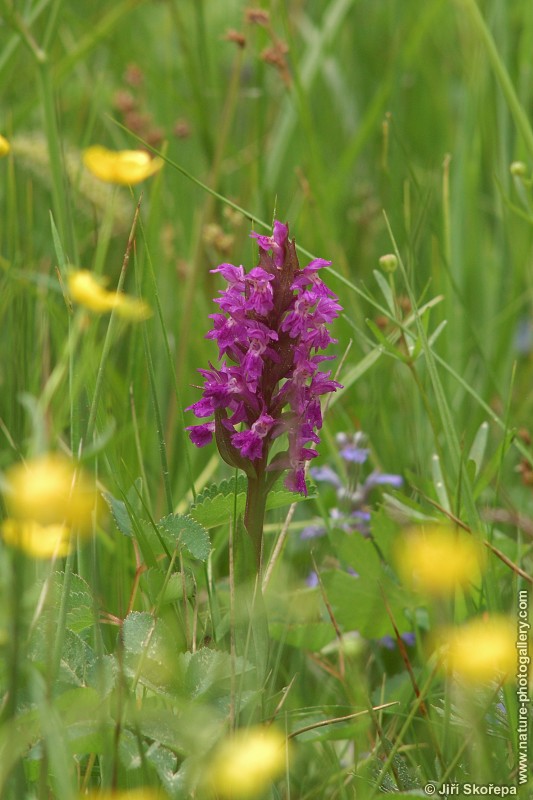 Dactylorhiza majalis, prstnatec májový