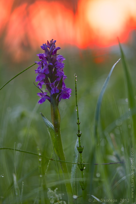 Dactylorhiza majalis, prstnatec májový - PP Kozlov u Třebiště, Táborsko