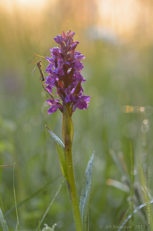 Dactylorhiza majalis, prstnatec májový - PP Kozlov u Třebiště, Táborsko