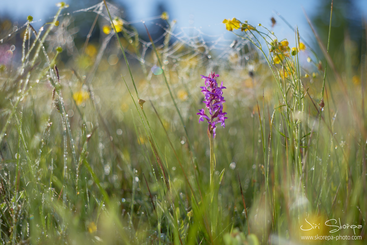 Dactylorhiza majalis, prstnatec májový – Táborsko