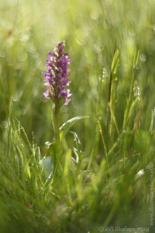 Dactylorhiza majalis, prstnatec májový - Táborsko