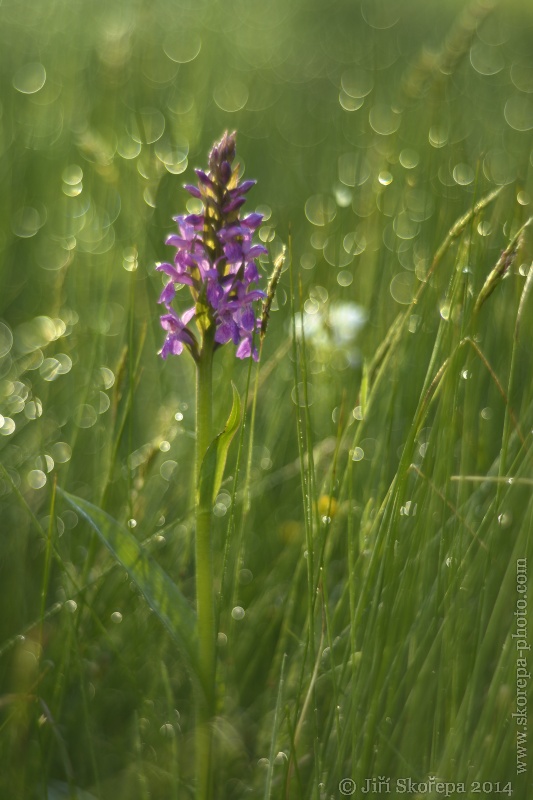 Dactylorhiza majalis, prstnatec májový - Táborsko