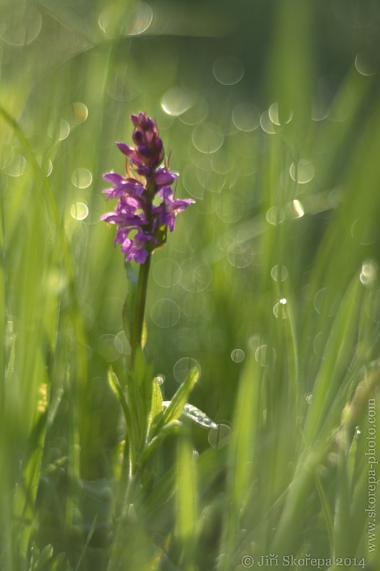 Dactylorhiza majalis, prstnatec májový - Táborsko