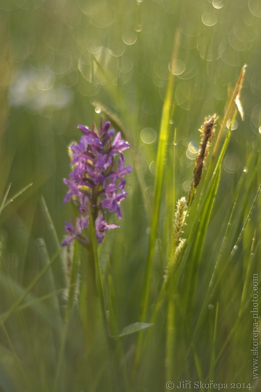 Dactylorhiza majalis, prstnatec májový - Táborsko