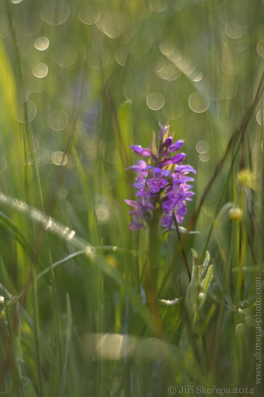 Dactylorhiza majalis, prstnatec májový - Táborsko