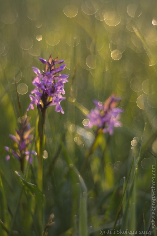 Dactylorhiza majalis, prstnatec májový - Táborsko