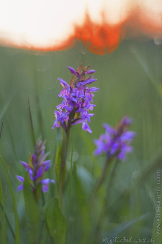 Dactylorhiza majalis, prstnatec májový - Táborsko