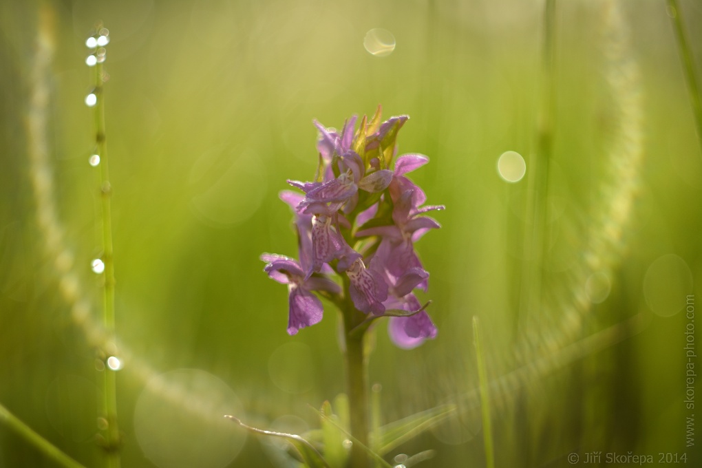 Dactylorhiza majalis, prstnatec májový - Táborsko