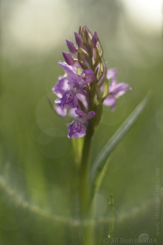 Dactylorhiza majalis, prstnatec májový - Táborsko