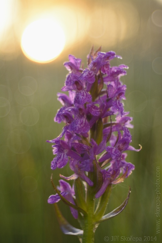 Dactylorhiza majalis, prstnatec májový - Táborsko