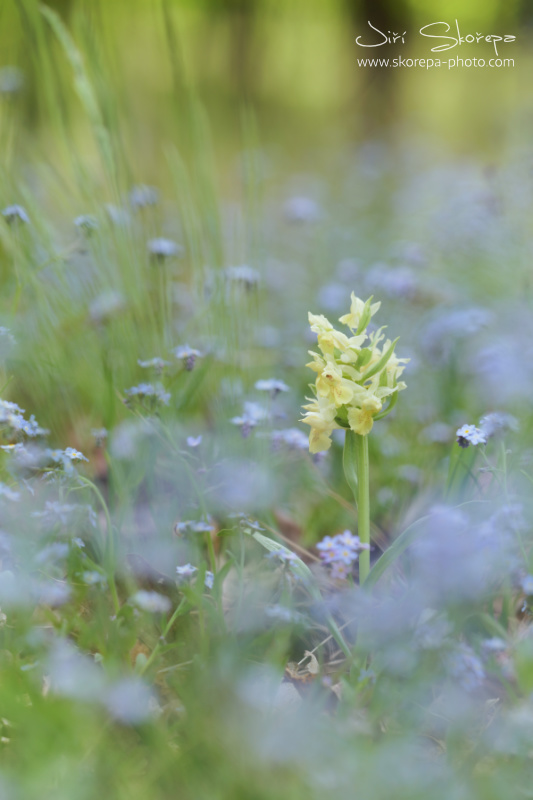 Dactylorhiza sambucina, prstnatec bezový - Brněnsko