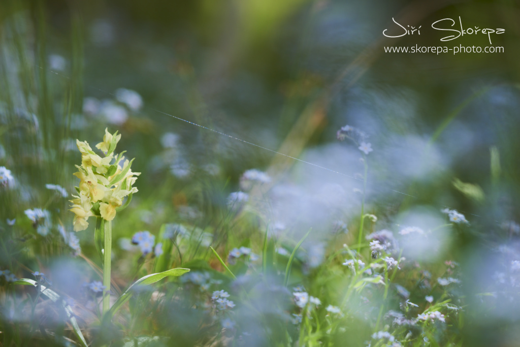 Dactylorhiza sambucina, prstnatec bezový - Brněnsko