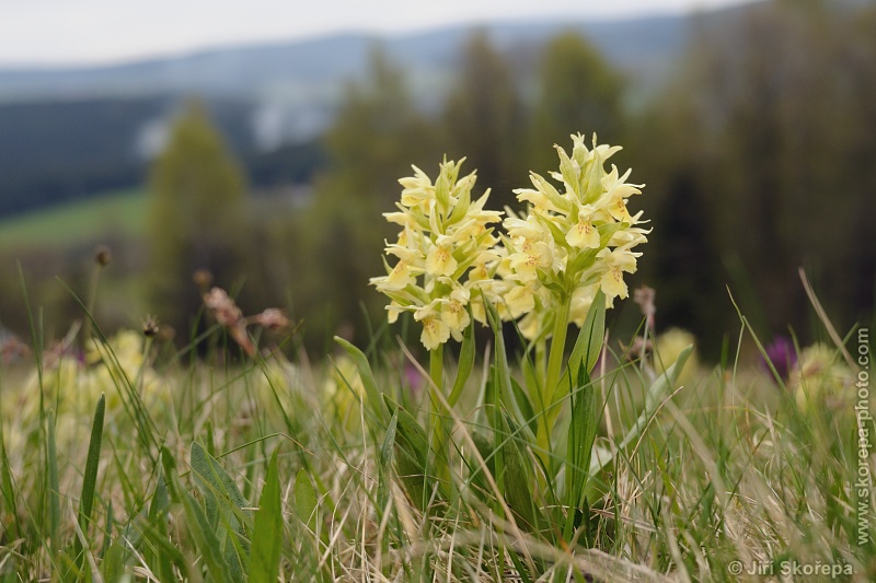 Dactylorhiza sambucina, prstnatec bezový - PR Nad Zavírkou, Prachaticko