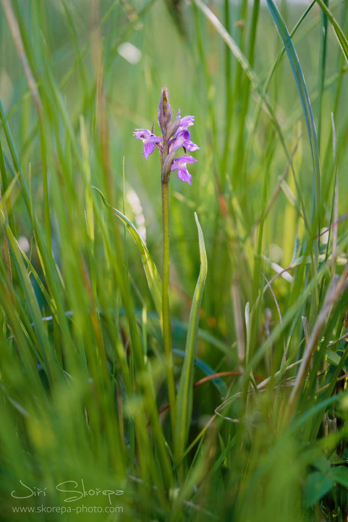 Dactylorhiza traunsteineri, prstnatec Traunsteinerův – jižní Čechy