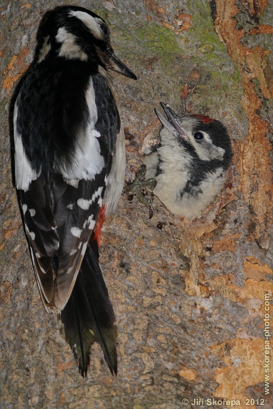 Dendrocopos major, strakapoud velký - CHKO Český kras