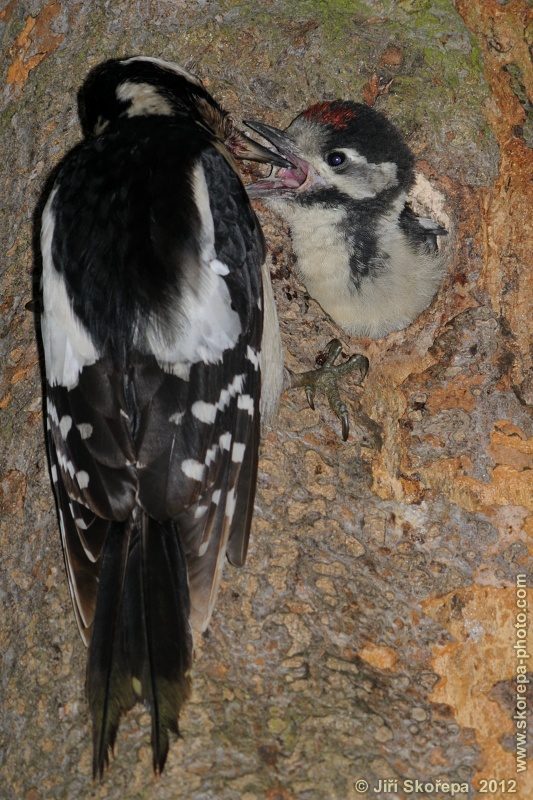 Dendrocopos major, strakapoud velký - CHKO Český kras