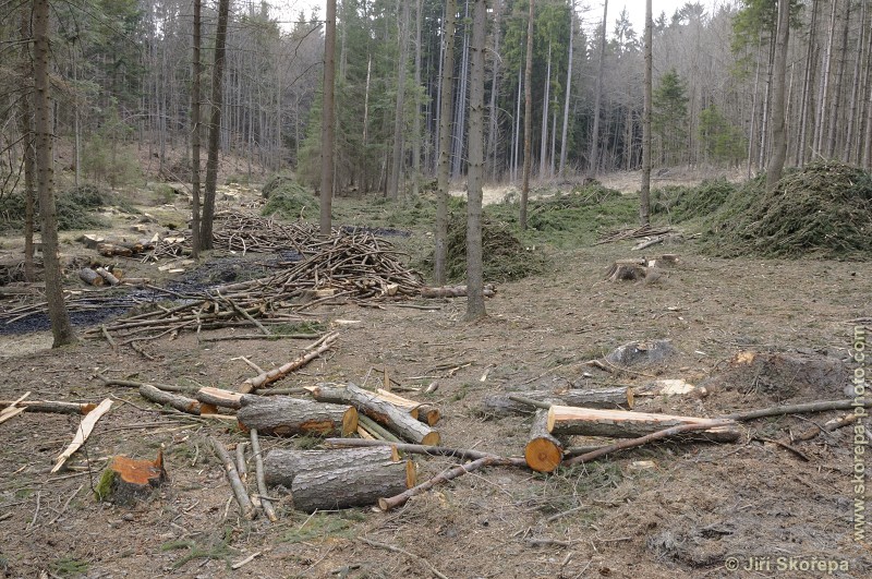 Devastace chráněného území těžbou dřeva - PP Ostrolovský Újezd, Trhosvinensko