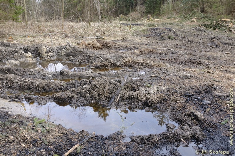 Devastace chráněného území těžbou dřeva - PP Ostrolovský Újezd, Trhosvinensko