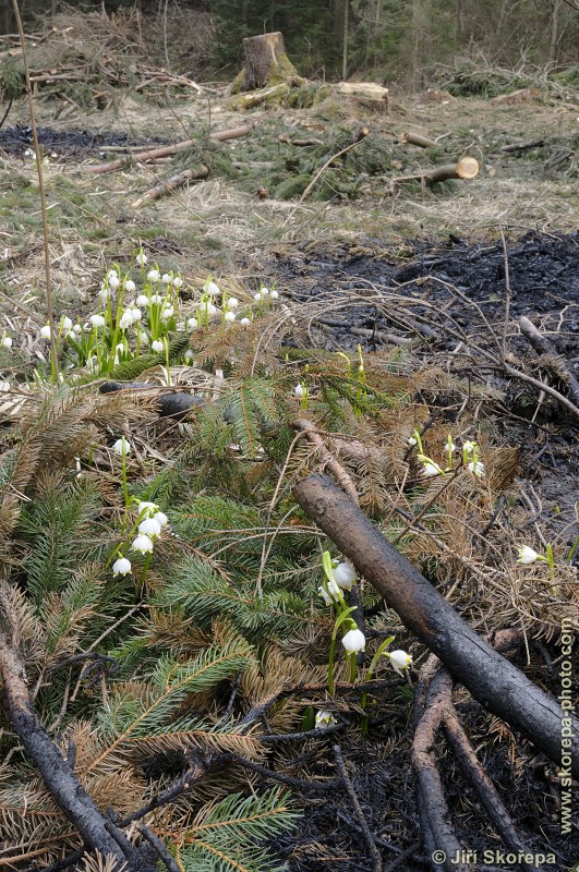 Devastace chráněného území těžbou dřeva - PP Ostrolovský Újezd, Trhosvinensko