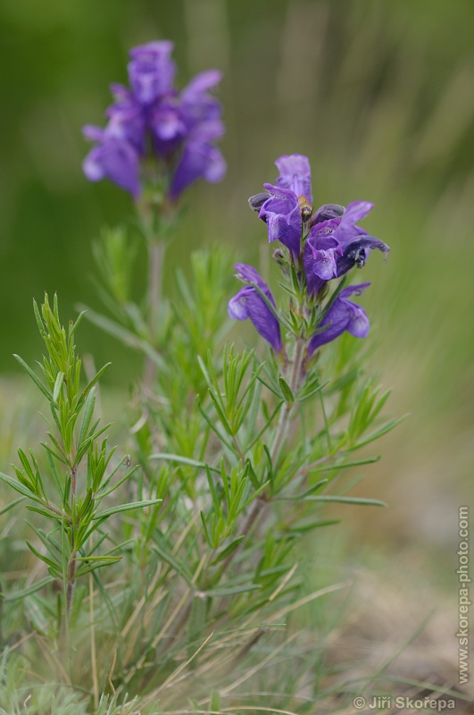 Dracocephalum austriacum, včelník rakouský - Velká hora, Srbsko, CHKO Český kras