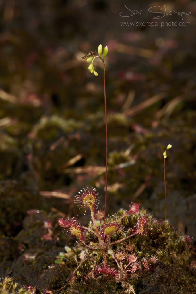 Drosera rotundifolia, rosnatka okrouhlolistá – Táborsko