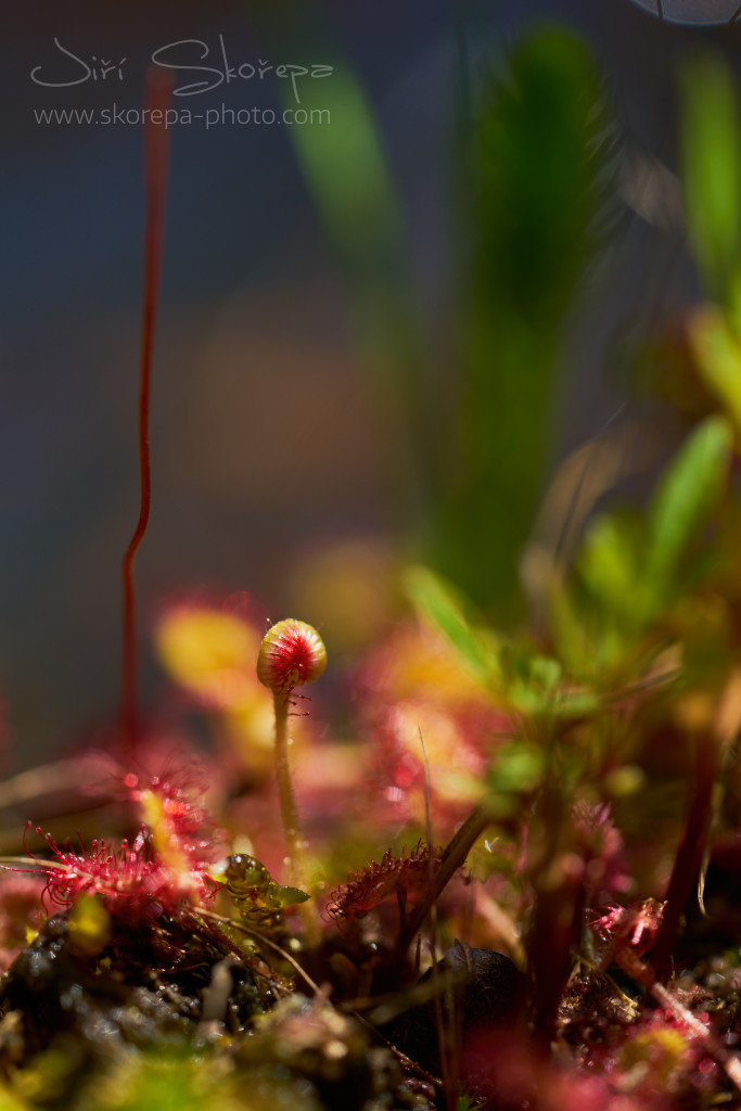 Drosera rotundifolia, rosnatka okrouhlolistá – Třeboňsko