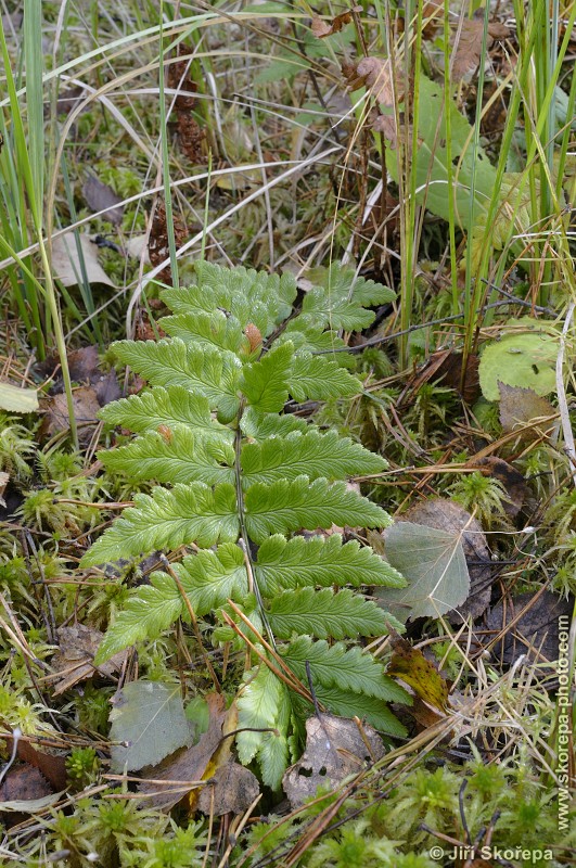 Dryopteris cristata, kapraď hřebenitá - PR Borkovická blata, Táborsko