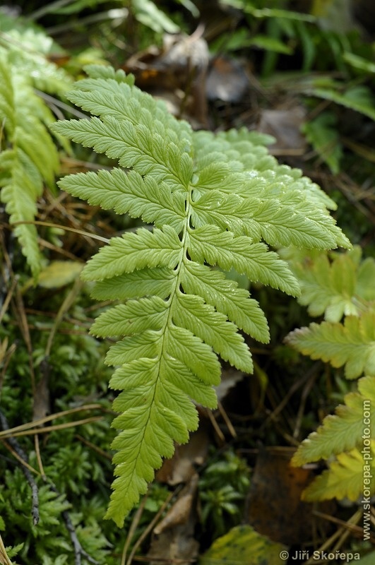 Dryopteris cristata, kapraď hřebenitá - PR Borkovická blata, Táborsko