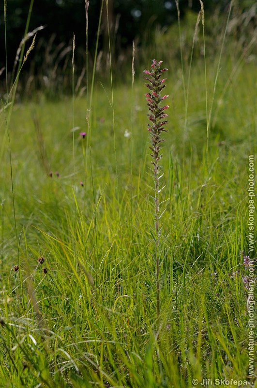 Echium maculatum, hadinec červený ( h. nachový)