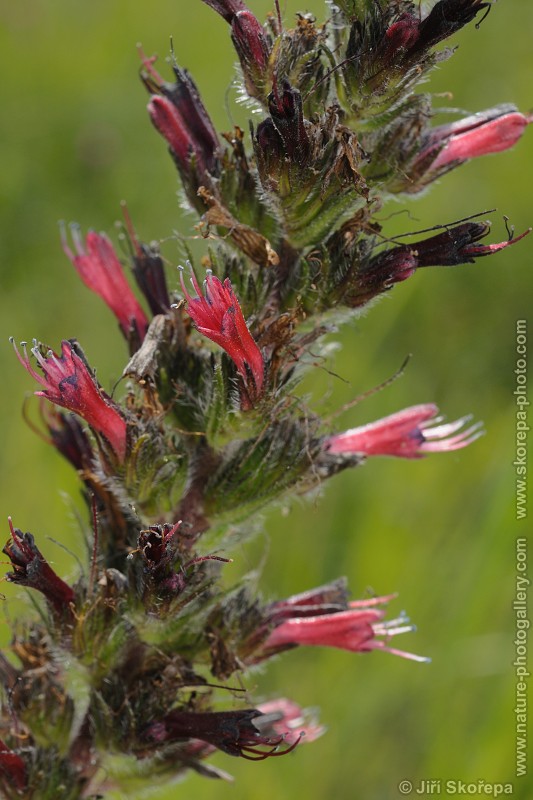 Echium maculatum, hadinec červený ( h. nachový)