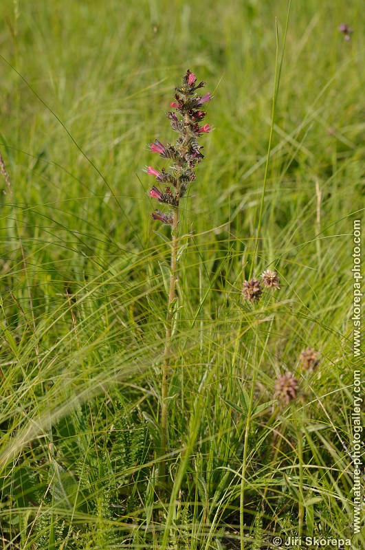 Echium maculatum, hadinec červený ( h. nachový)