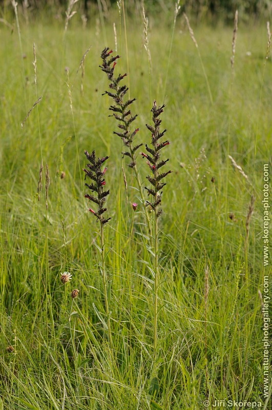 Echium maculatum, hadinec červený ( h. nachový)