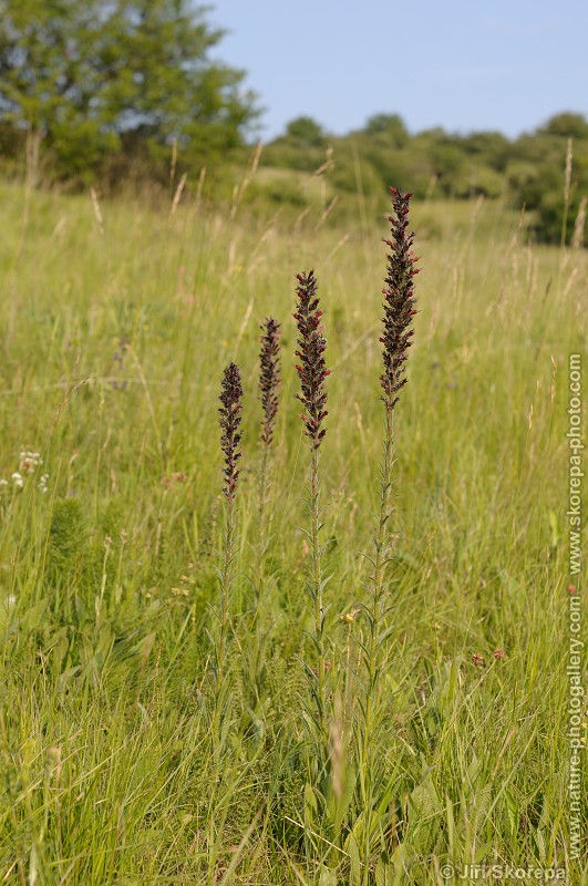 Echium maculatum, hadinec červený ( h. nachový)