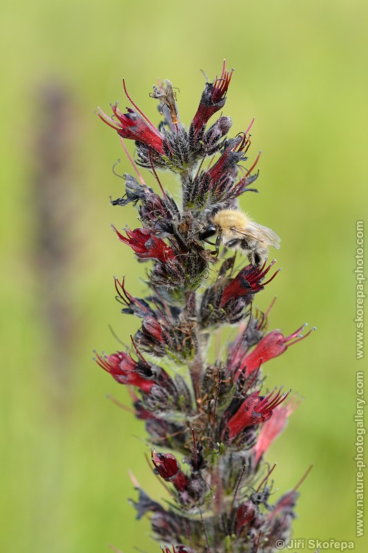 Echium maculatum, hadinec červený ( h. nachový)