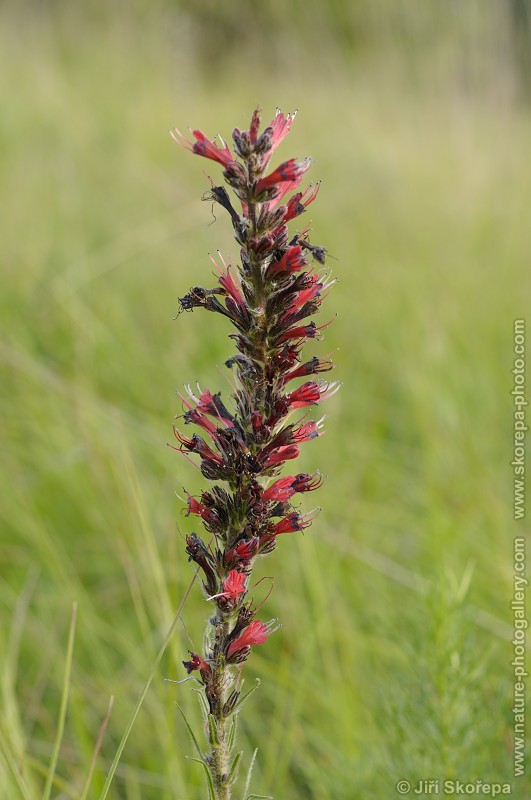 Echium maculatum, hadinec červený ( h. nachový)