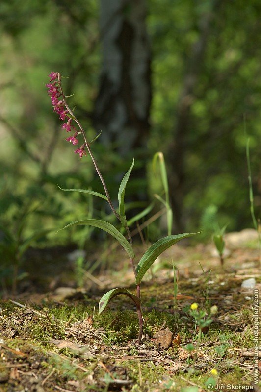 Epipactis atrorubens, kruštík tmavočervený