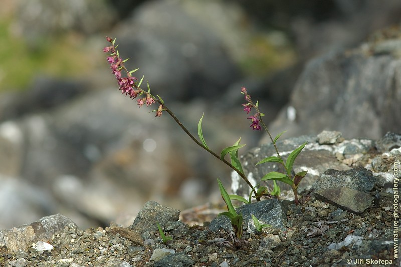 Epipactis atrorubens, kruštík tmavočervený