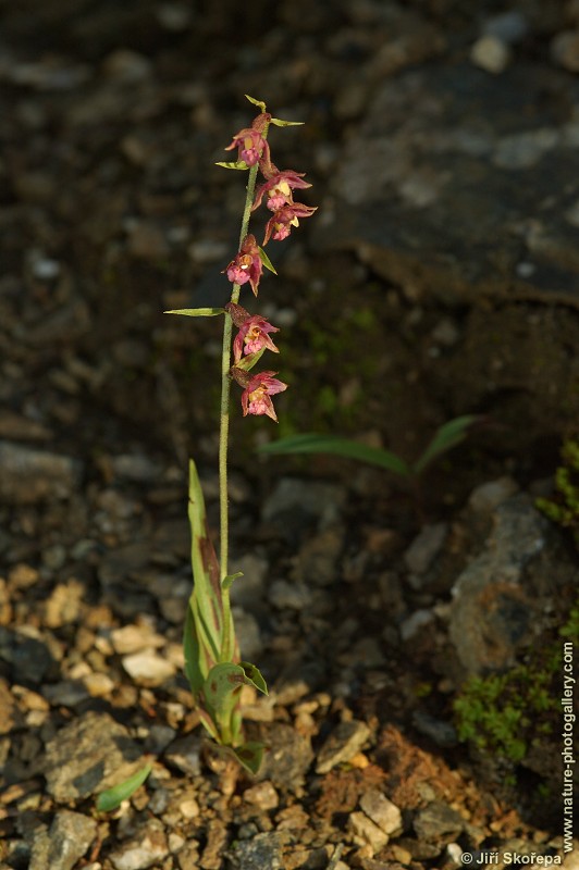 Epipactis atrorubens, kruštík tmavočervený