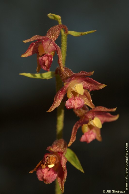 Epipactis atrorubens, kruštík tmavočervený