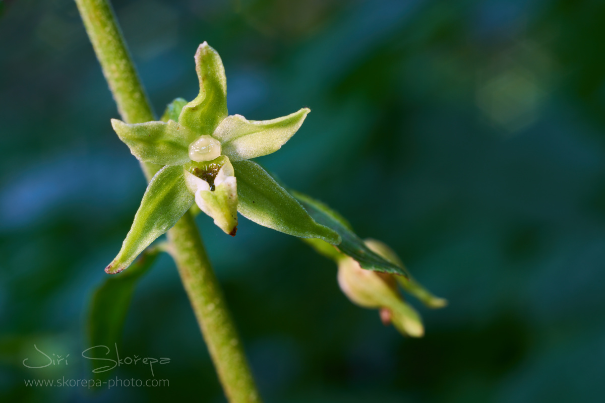 Epipactis greuteri, kruštík Greuterův – Moravský kras