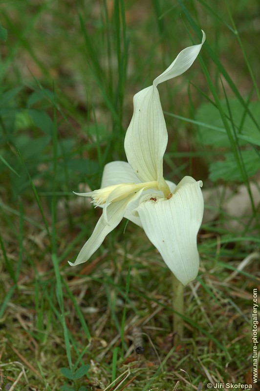 Epipactis helleborine, kruštík širolistý (albín)