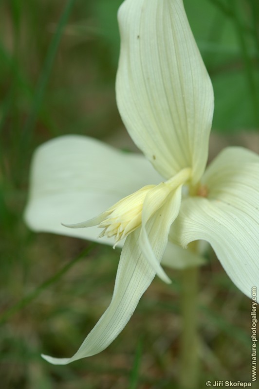 Epipactis helleborine, kruštík širolistý (albín)