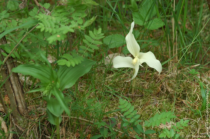 Epipactis helleborine, kruštík širolistý (albín)