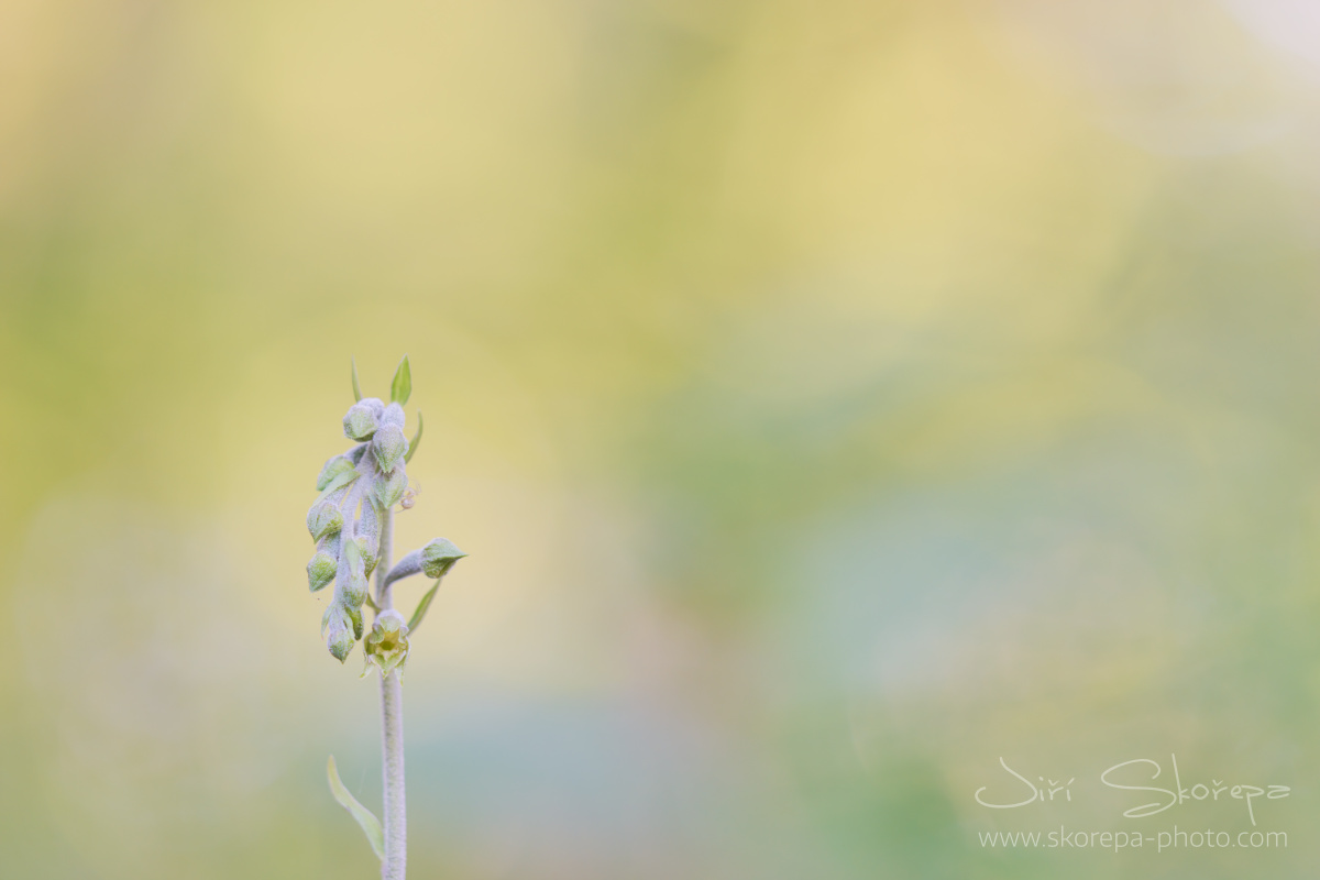 Epipactis microphylla, kruštík drobnolistý – Strážovské vrchy, Slovensko