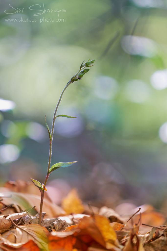 Epipactis microphylla, kruštík drobnolistý – Strážovské vrchy, Slovensko