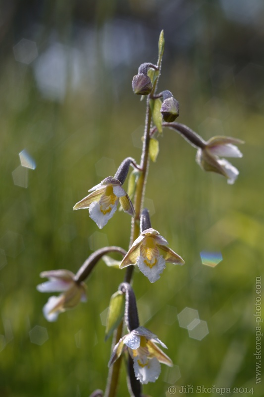 Epipactis palustris, kruštík bahenní - Klatovsko