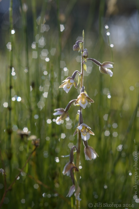 Epipactis palustris, kruštík bahenní - Klatovsko