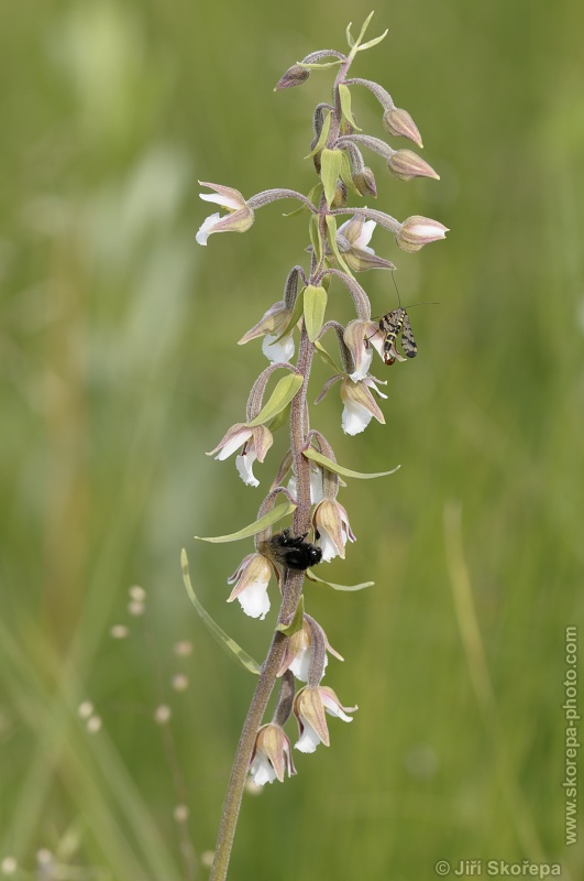 Epipactis palustris, kruštík bahenní - PR Na Volešku, Sušicko