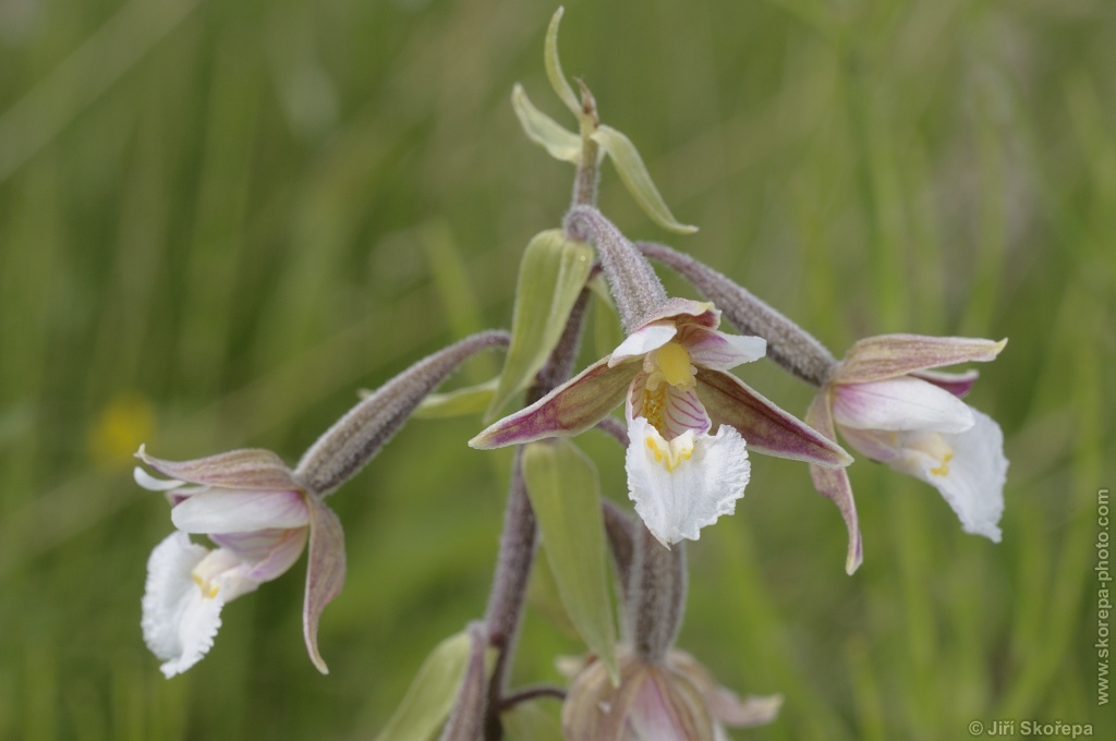 Epipactis palustris, kruštík bahenní - PR Na Volešku, Sušicko